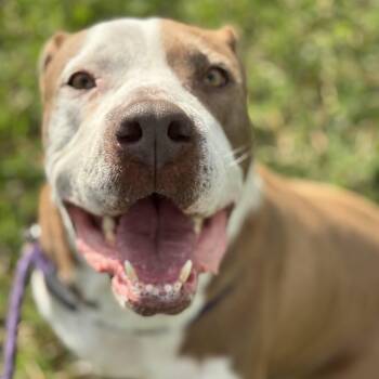 Pit Bull Terrier Dogs Available for Adoption - Luna | PetCurious