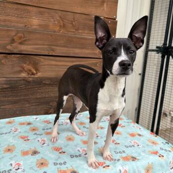 Rat Terrier Dogs Available for Adoption in Carencro, Louisiana - It Girl | PetCurious
