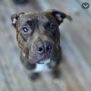 Knova -  American Bulldog Dog for Adoption in Oshawa, Ontario - Knova | PetCurious