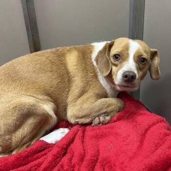 Princess -  Jack Russell Terrier and Beagle Dog for Adoption in Lyndhurst, Virginia - Princess | PetCurious