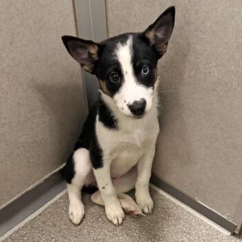 Josie -  Mixed Breed Dog for Adoption in Hailey, Idaho - Josie | PetCurious