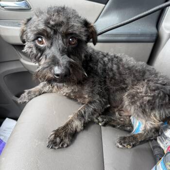 Schnoodle Dogs Available for Adoption in Santa Monica, California - Remy | PetCurious
