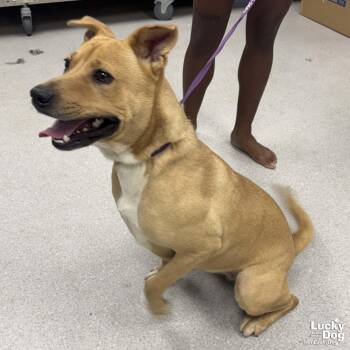 Apple Cider -  Shepherd and Retriever Dog for Adoption in Washington, District Of Columbia - Apple Cider | PetCurious