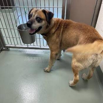 SVAS-Stray-38746 -  Chow Chow and Mixed Breed Dog for Adoption in Lyndhurst, Virginia - SVAS-Stray-38746 | PetCurious