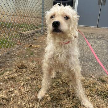 Rescue Shar Pei and Poodle Dogs for Adoption in Greenville, South Carolina - Nick | PetCurious