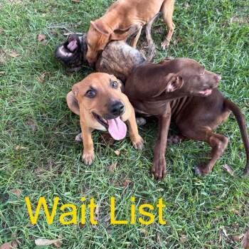 Apple -  Pit Bull Terrier Dog for Adoption in Livingston, Texas - Apple | PetCurious