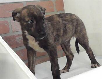 Labrador Retriever and Mixed Breed Dogs Available for Adoption - BRYLEE | PetCurious