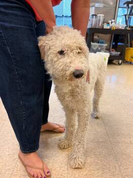 Bruno -  Labrador Retriever and Poodle Dog for Adoption in Heber City, Utah - Bruno | PetCurious