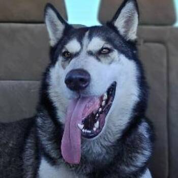 Rescue Siberian Husky Dogs for Adoption in Omaha, Nebraska - Titan | PetCurious
