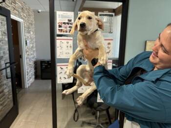FLOWER -  Labrador Retriever Dog for Adoption in Rowlett, Texas - FLOWER | PetCurious