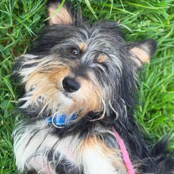 Harry -  Corgi and Yorkshire Terrier Dog for Adoption in Brunswick, Ohio - Harry | PetCurious