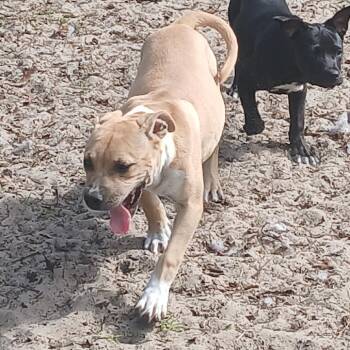 Mixed Breed Dogs Available for Adoption - Buckwheat/Female | PetCurious