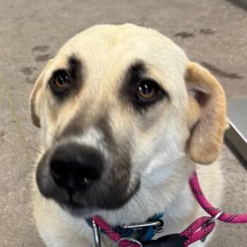 107556 -  Mixed Breed Dog for Adoption in Las Cruces, New Mexico - 107556 | PetCurious