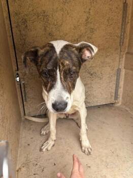 GOOSE -  American Bulldog and Pit Bull Terrier Dog for Adoption in Oklahoma City, Oklahoma - GOOSE | PetCurious