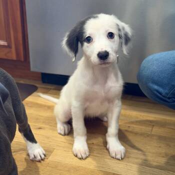 Bellini -  Mixed Breed Dog for Adoption in Yaphank, New York - Bellini | PetCurious
