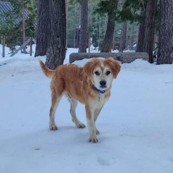 Mixed Breed Dogs Available for Adoption - Jimmy | PetCurious