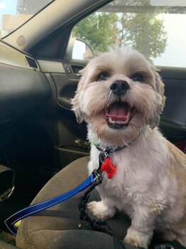 Mac -  Shih Tzu and Lhasa Apso Dog for Adoption in Decorah, Iowa - Mac | PetCurious