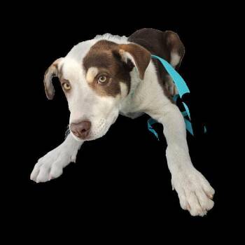 Australian Shepherd and Mixed Breed Dogs Available for Adoption in Albuquerque, New Mexico - RIO | PetCurious