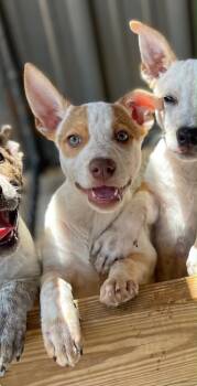 Clementine -  Australian Cattle Dog Blue Heeler and Australian Shepherd Dog Available for Adoption in Sadler, Texas - Clementine | PetCurious