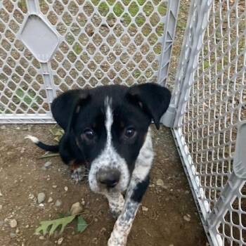 Romeo -  Australian Cattle Dog Blue Heeler Dog for Adoption in South Hempstead, New York - Romeo | PetCurious