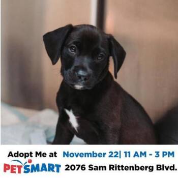 Rescue Terrier and Mixed Breed Dogs for Adoption in North Charleston, South Carolina - 87902A Light Blue | PetCurious