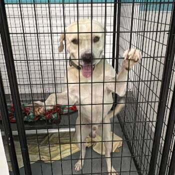 Giant Marshmallow -  Pit Bull Terrier Dog for Adoption in St. Louis, Missouri - Giant Marshmallow | PetCurious