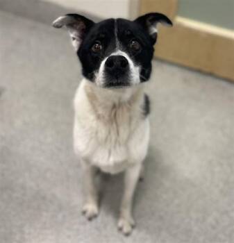 WATSON -  Australian Shepherd and Border Collie Dog for Adoption in Loveland, Colorado - WATSON | PetCurious