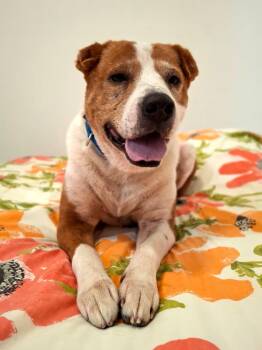 SPENCER -  Beagle and Shar Pei Dog for Adoption in Los Angeles, California - SPENCER | PetCurious