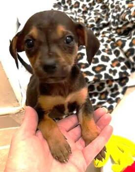 Chihuahua Dogs Available for Adoption in Midlothian, Virginia - Coachella | PetCurious