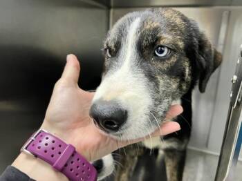Mildred -  Siberian Husky and Australian Cattle Dog Blue Heeler Dog for Adoption in Sioux City, Iowa - Mildred | PetCurious