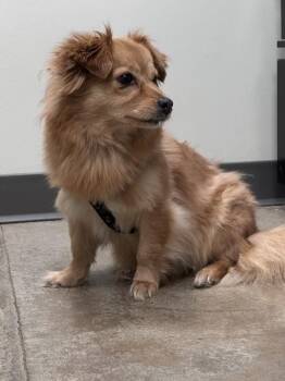Lucille -  Terrier and Pomeranian Dog for Adoption in Maple Ridge, British Columbia - Lucille | PetCurious