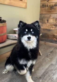 Pomeranian and Husky Dogs Available for Adoption in Genoa, Illinois - Cora | PetCurious
