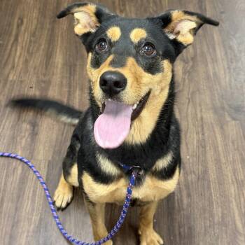 Cleo -  Australian Kelpie Dog for Adoption in Albemarle, North Carolina - Cleo | PetCurious