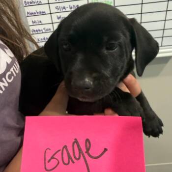 Gage 22410 -  Labrador Retriever and Mixed Breed Dog for Adoption in Cumming, Georgia - Gage 22410 | PetCurious