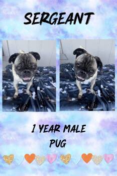 Rescue Pug Dogs for Adoption in Mesa, Arizona - SERGEANT - 1 YEAR MALE PUG PETCO, 5011 E. RAY RD, PHOENIX SATURD | PetCurious
