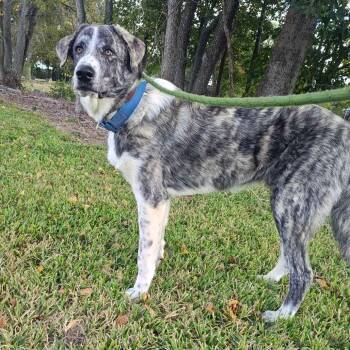 Rescue Great Pyrenees Dogs for Adoption in Beaumont, Texas - Mitch | PetCurious