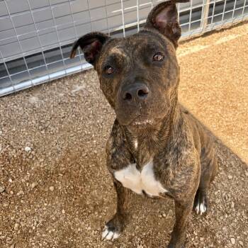 Molly KCAC #664.26 -  American Staffordshire Terrier and Plott Hound Dog for Adoption in Kerrville, Texas - Molly KCAC #664.26 | PetCurious
