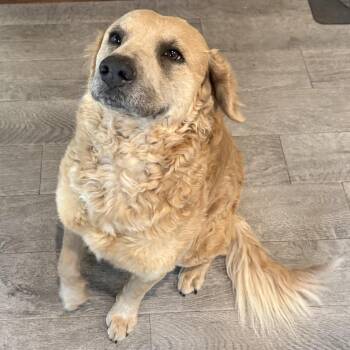 Great Pyrenees Dogs Available for Adoption - Cinn | PetCurious