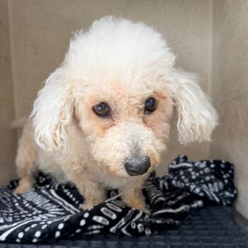 IVHS-Stray-140359 -  Chihuahua Dog for Adoption in San Gabriel, California - IVHS-Stray-140359 | PetCurious