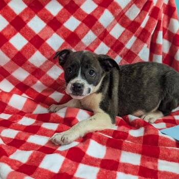 Puppy F -  Mixed Breed Dog for Adoption in Jefferson City, Tennessee - Puppy F | PetCurious