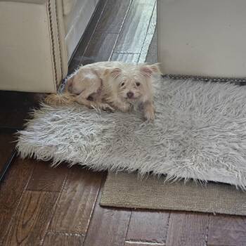 Rescue Cairn Terrier Dogs for Adoption in Sunset Valley, Texas - Trixie | PetCurious