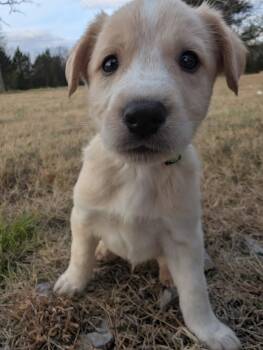 Rescue Great Pyrenees and Husky Dogs for Adoption in Spring Hill, Tennessee - Hans | PetCurious
