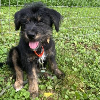 Grover -  Labradoodle and Cattle Dog Dog for Adoption in Phoenixville, Pennsylvania - Grover | PetCurious
