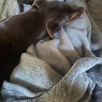 Doberman Pinscher Dogs Available for Adoption in Choctaw, Oklahoma - Cinnamon | PetCurious