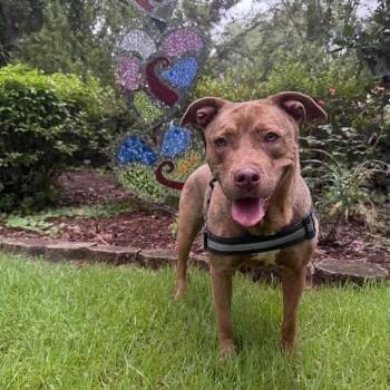 SASSY -  Pit Bull Terrier Dog for Adoption in Largo, Florida - SASSY | PetCurious