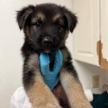 Taylor -  Shepherd Dog for Adoption in Edinburg, Texas - Taylor | PetCurious