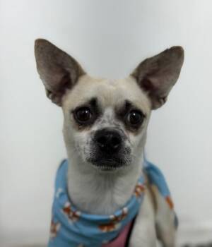 Pip-One of our Amazing Rescue Dogs -  Chihuahua and Pug Dog for Adoption in Carlsbad, California - Pip-One Of Our Amazing Rescue Dogs | PetCurious