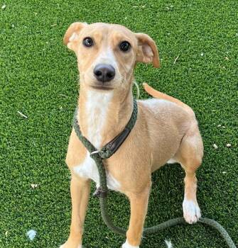 Winnie -  Jack Russell Terrier Dog for Adoption in Golden, Colorado - Winnie | PetCurious