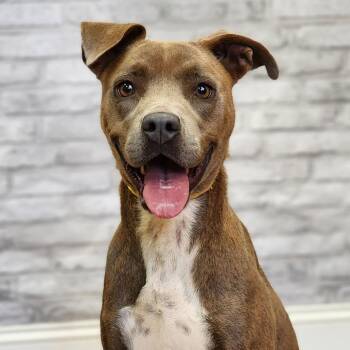 Lily -  Terrier Dog for Adoption in Montgomery, Alabama - Lily | PetCurious