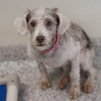 Panera (JY26-115) -  Miniature Schnauzer and Miniature Poodle Dog for Adoption in Peyton, Colorado - Panera (JY26-115) | PetCurious